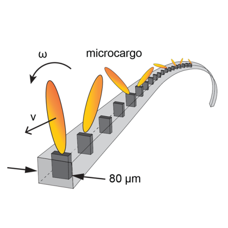 microtubule publication teaser